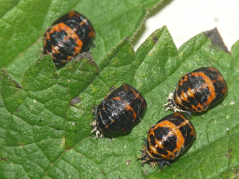 Coccinellidae: Harmonia axyridis